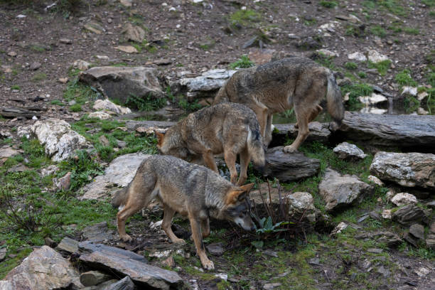 istock canis lupus, iberian wolf in north spain 1291343516