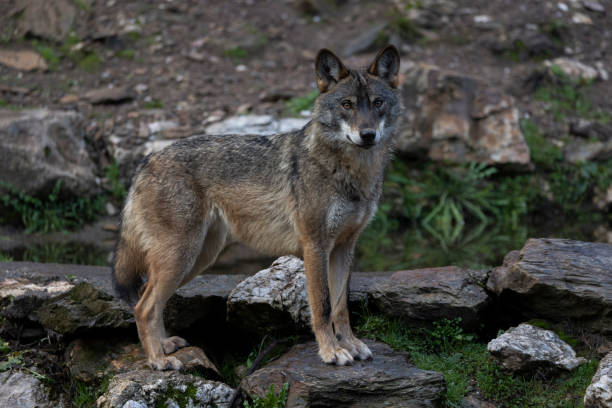 istock canis lupus, iberian wolf in north spain 1291343714