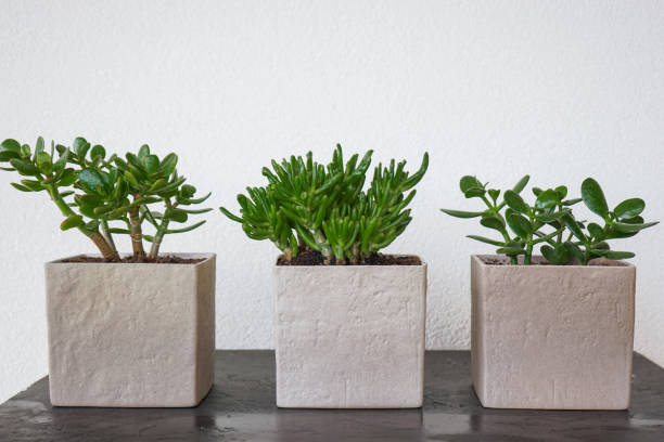 istock Three succulent plants in the pots made of concrete stand on a table 1291345491