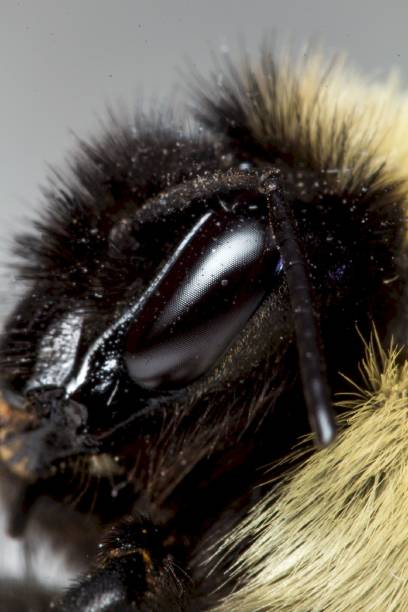 istock Close up of a bee eye 1291349189