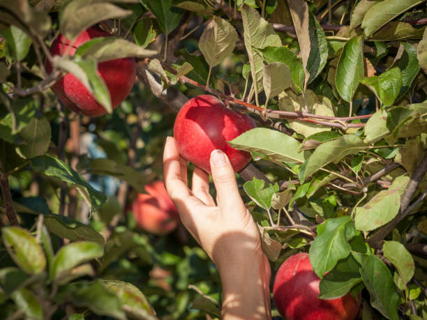 istock Woman hand picking a red ripe apple from a tree 1291349647