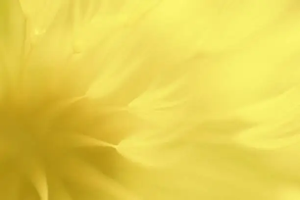 Photo of Abstract dandelion flower in illuminating yellow color. Optimistic hue of yellow is color of the year 2021.