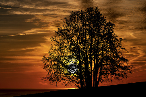 Silhouette of a lonely bare tree on a beautiful sunset in winter.