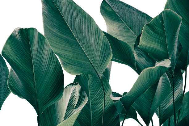 istock tropical leaves isolated on white background 1291350453