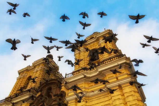 Photo of A flock of pigeons fly in circles against a blue sky around San Francisco Church, in Lima, Peru, a twin bell-tower cathedral that is painted yellow.