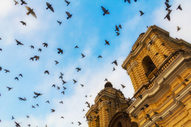 eine taubenherde fliegt im kreis gegen einen blauen himmel um die kirche von san francisco in lima, peru, eine gelb lackierte doppelglockenturmkathedrale. - church bell tower temple catholicism stock-fotos und bilder