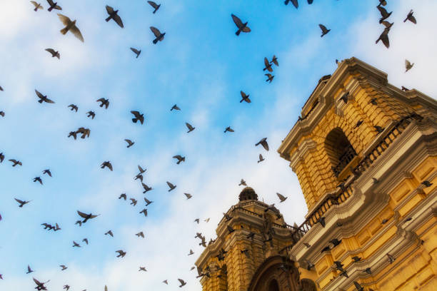un troupeau de pigeons volent en rond contre un ciel bleu autour de l’église de san francisco, à lima, pérou, une cathédrale jumelle de clocher qui est peinte en jaune. - church bell tower temple catholicism photos et images de collection