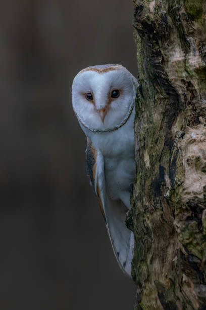 istock Beautiful Barn owl (Tyto alba) sitting on a tree trunk. 1291356831