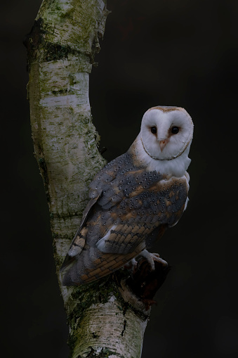 Cute and beautiful Barn owl (Tyto alba) on a branch at dusk. Owl in the dark forest. Dark background.  Noord Brabant in the Netherlands.