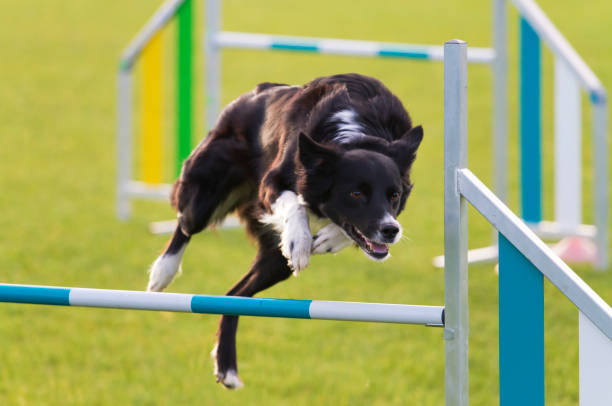 istock Border collie jumping over an obstacle in an agilty course 1291356856