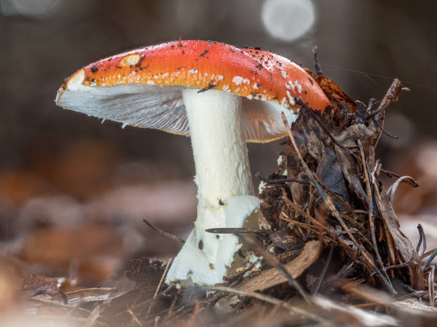 istock Detailed image of an isolated standing red toadstool in the natural forest. 1291357586