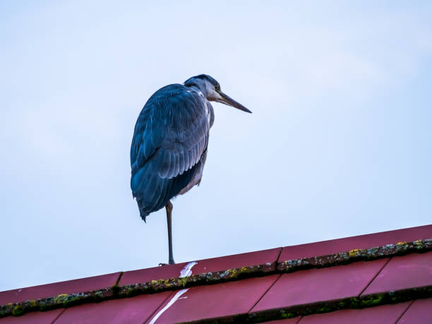 Free picture: Aquatic bird blue heron on boathouse with rooftop damage
