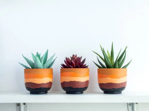 Photo of Terracotta pot on white wooden shelf for cactus and succulent plants.