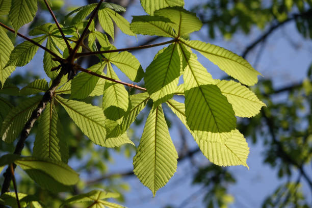 istock Oak leaves in the dunes 1291360271
