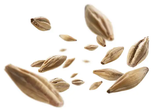 Barley malt grains levitate on a white background.