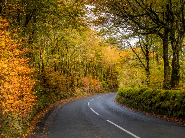 istock A Devon country road in autumn after rain. England, UK. 1291361927