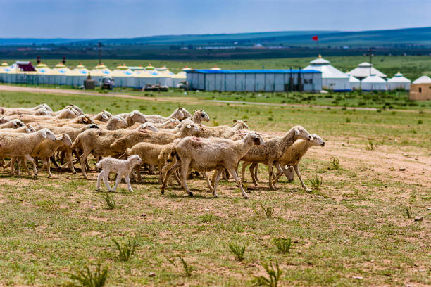 schafe im grasland der inneren mongolei mit jurtenzelten im hintergrund - inner mongolia stock-fotos und bilder