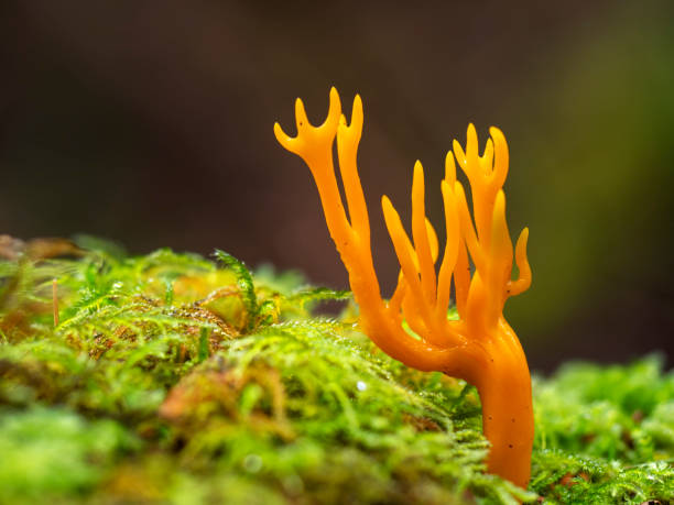 macro dettaglio. fungo in legno su ceppo d'albero. calocera viscosa. - coral fungus foto e immagini stock