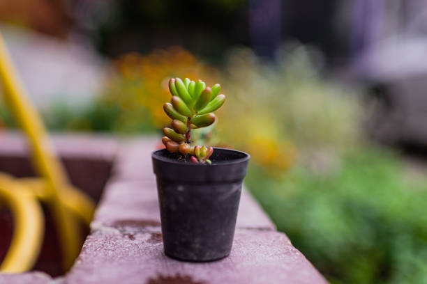 Baby plant outdoors. Copy space.