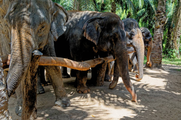 istock Elephants at Krabi Elephant House Sanctuary 1291363293
