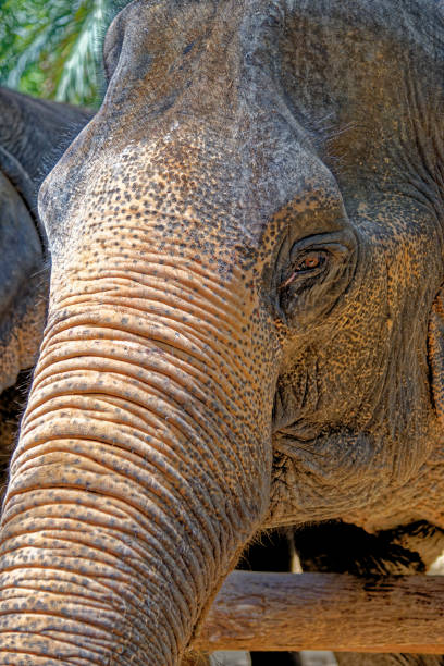 istock Elephants at Krabi Elephant House Sanctuary 1291363309