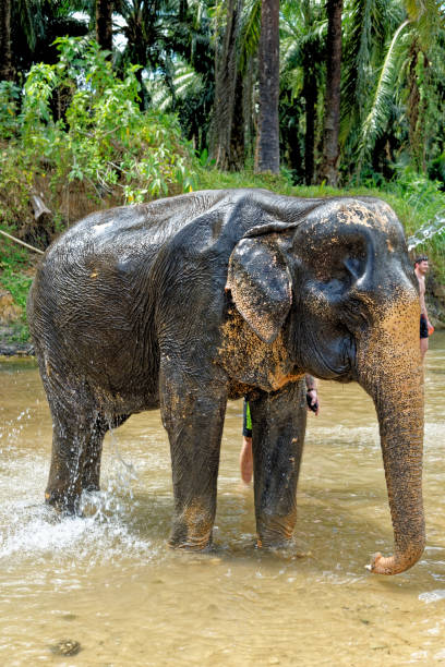 istock Elephants at Krabi Elephant House Sanctuary 1291363321