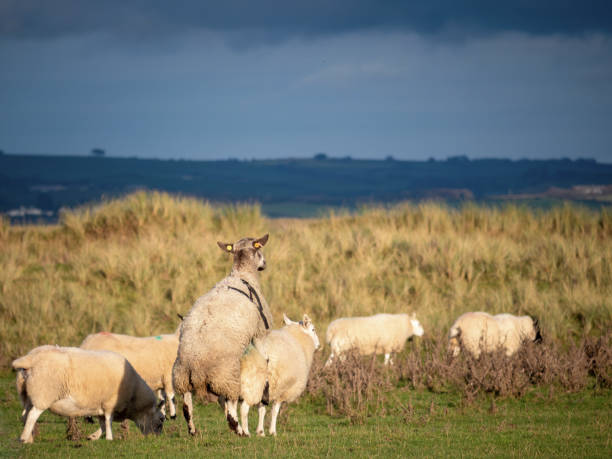 istock Ram, tup mounting ewe, domestic sheep mating in flock. 1291363388