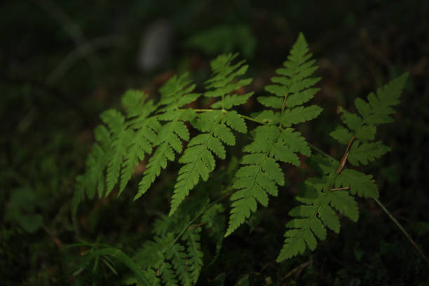 istock Green fern in forest against selective focus 1291363440