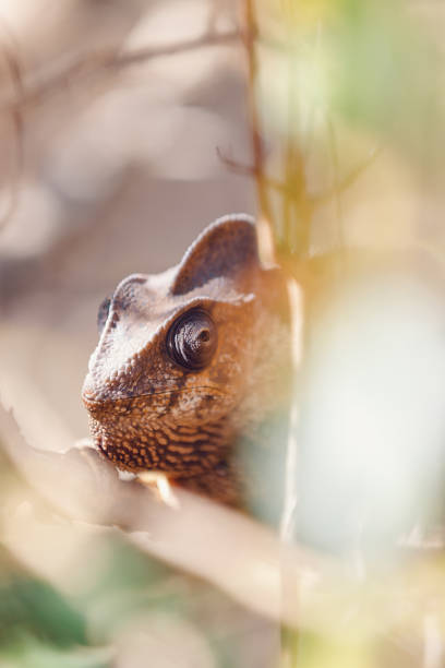 Malagasy giant chameleon, Madagascar