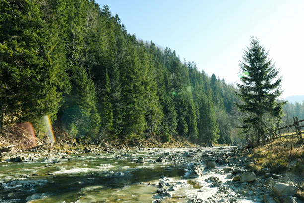 Amazing spruce forest with beautiful mountain river