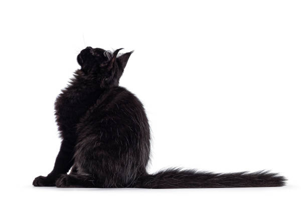 black cat on white background - friday the 13th imagens e fotografias de stock