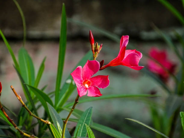 istock THE NERIUM OLEANDER FLOWERS 1291366119