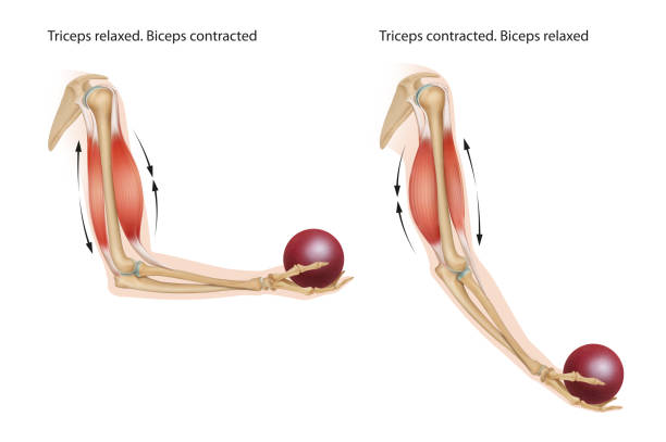 ilustrações de stock, clip art, desenhos animados e ícones de an example of an anatomical and physical movement process where the biceps are contracted and the triceps are relaxed, the biceps is relaxed and the triceps are contracted. - bicep