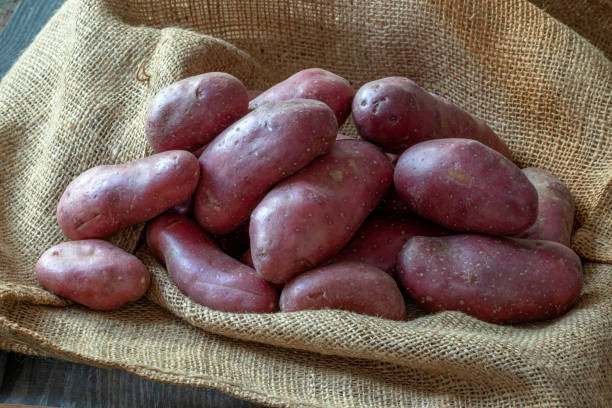 황마 배경에 붉은 감자 - red potato raw potato burlap red 뉴스 사진 이미지