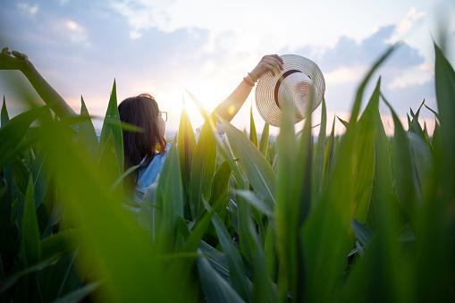 Woman enjoyment with outstretched arms in corn agriculture fields at sunset.