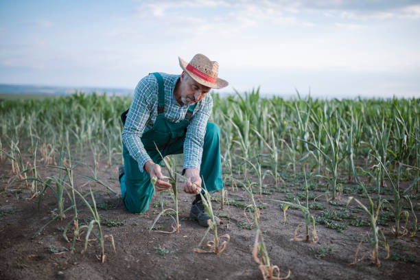 istock Senior farmer having troubles with corn agriculture plants. 1291367473