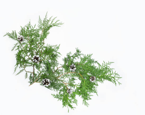 istock Thuja branch with cones isolated on white background. Christmas concept. 1291368975