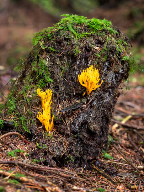 istock Fungus in wood on tree stump. Calocera viscosa. 1291368980