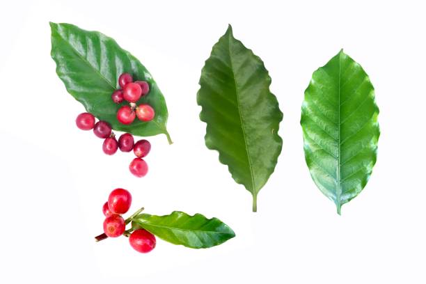 set hojas y granos de café rojo sobre fondo blanco. - coffee plant fotografías e imágenes de stock
