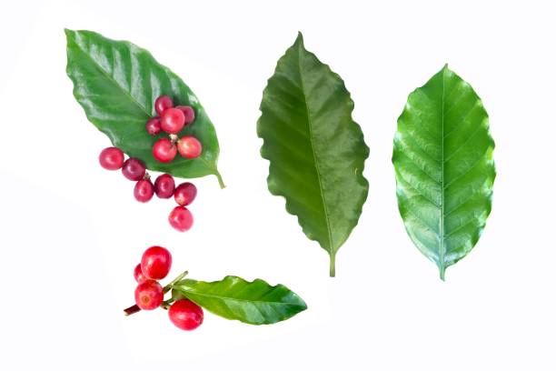istock Set Leaves and red coffee beans on white background. 1291369241
