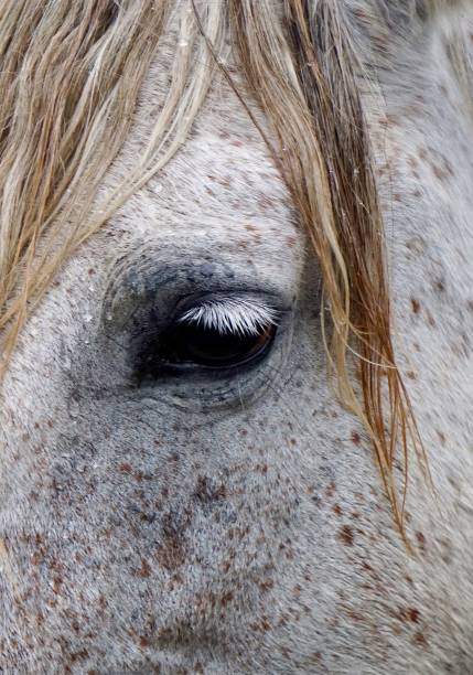 istock beautiful white horse portrait 1291370303