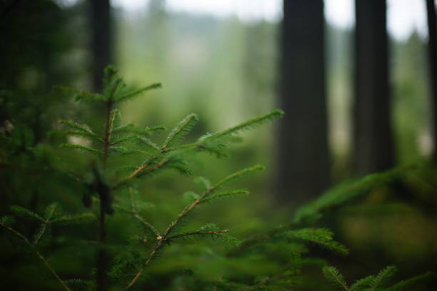 森の中の若いクリスマスツリー。ソフトフォーカスのある背景 - growth new evergreen tree pine tree ストックフォトと画像