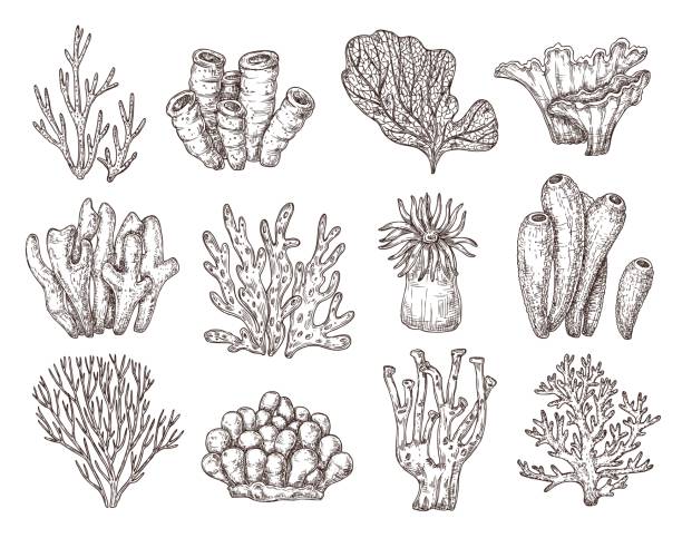 산호 스케치. 자연 산호 스케치, 검은 색 조각 바다 산호초 식물. 해초 지점, 빈티지 수중 생활 정확한 벡터 컬렉션 - seaweed stock illustrations