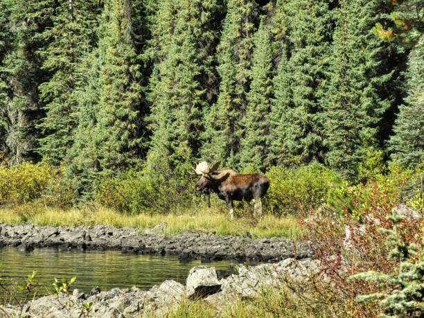 istock A Bull Moose at Maligne Lake in Alberta, Canada 1291372828
