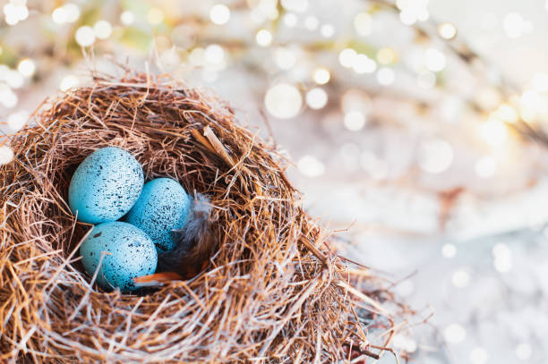 Three speckled Robin blue songbird eggs in a real bird's nest Three speckled Robin blue songbird eggs in a real bird's nest. Extreme shallow depth of field with blurred background and bokeh. "n soft nest stock pictures, royalty-free photos & images