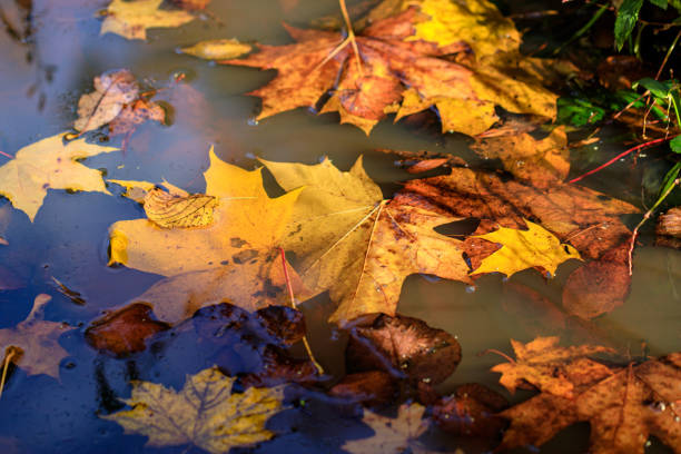 istock Autumn leaves in a puddle 1291375148