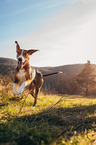 Playful hound dog, exploring the wild nature during sunny autumn day