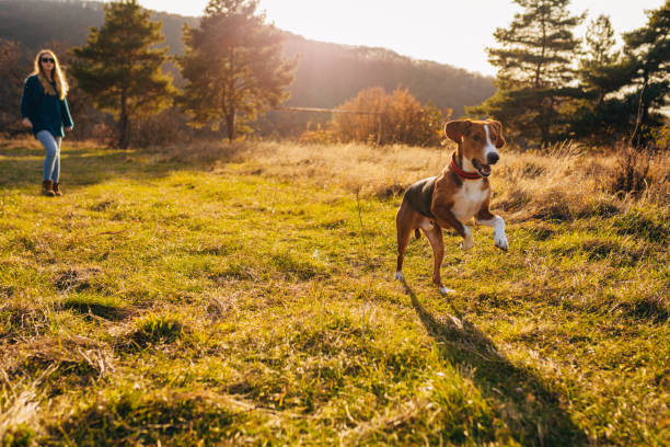 Mutt dog jumping in the wood
