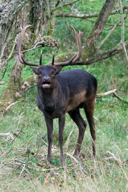 istock Fallow deer (Dama dama) in rutting season 1291375367