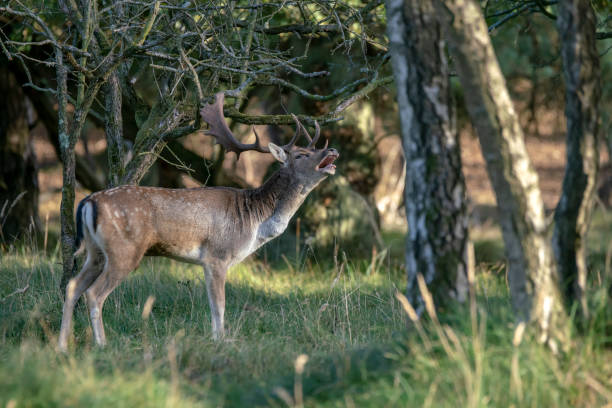 istock Fallow deer (Dama dama) in rutting season 1291375408
